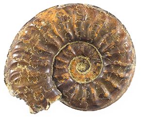 Ammonite